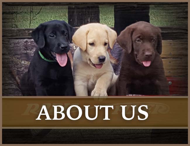 About Southern Flight Retrievers