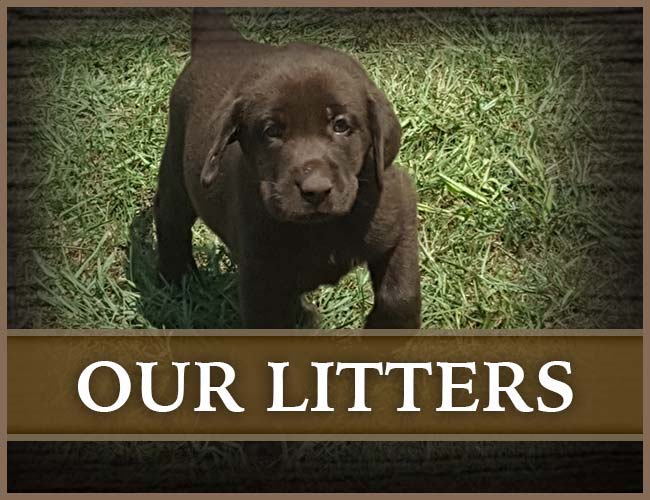 Southern Flight Retrievers Litters