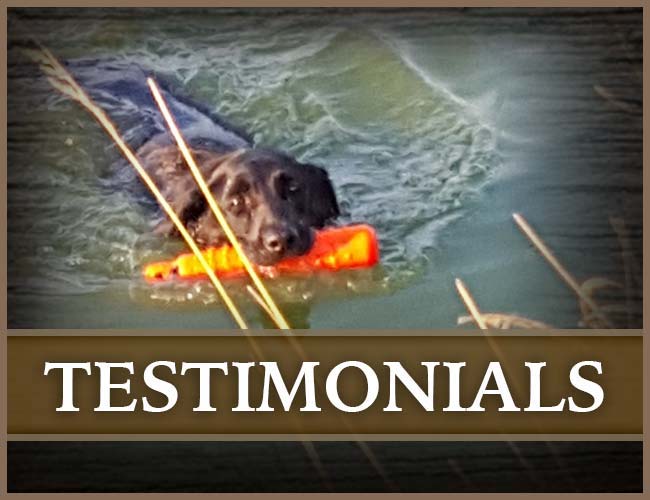 Southern Flight Retrievers Testimonials