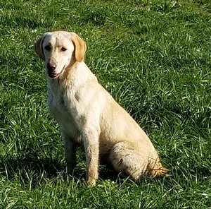 HRCH Razor (4xGRHRCH Chaos MH, Hall of Fame) x HRCH Maya MH (FC AFC Rebel With a Cause)