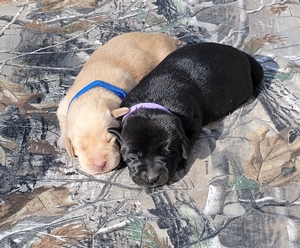 HRCH Otis MH (Son of 6xGRHRCH UH Chaos MH HOF) x Southern Flight's Bailey HR 