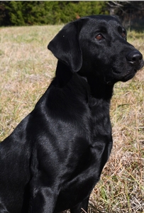 Coolwaters Trump QAA x Southern Flight Mally (FC AFC Coolwaters Ready x 16' NFC Mickey) 