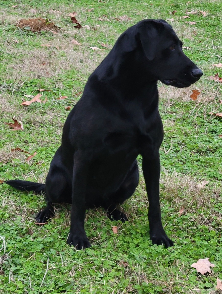 Southern Flight's Party Girl Mally 