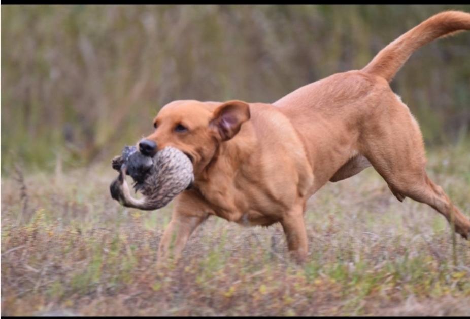 SRSAC GRHRCH(4) UH Runnin on the Verge Chaos HOF MH