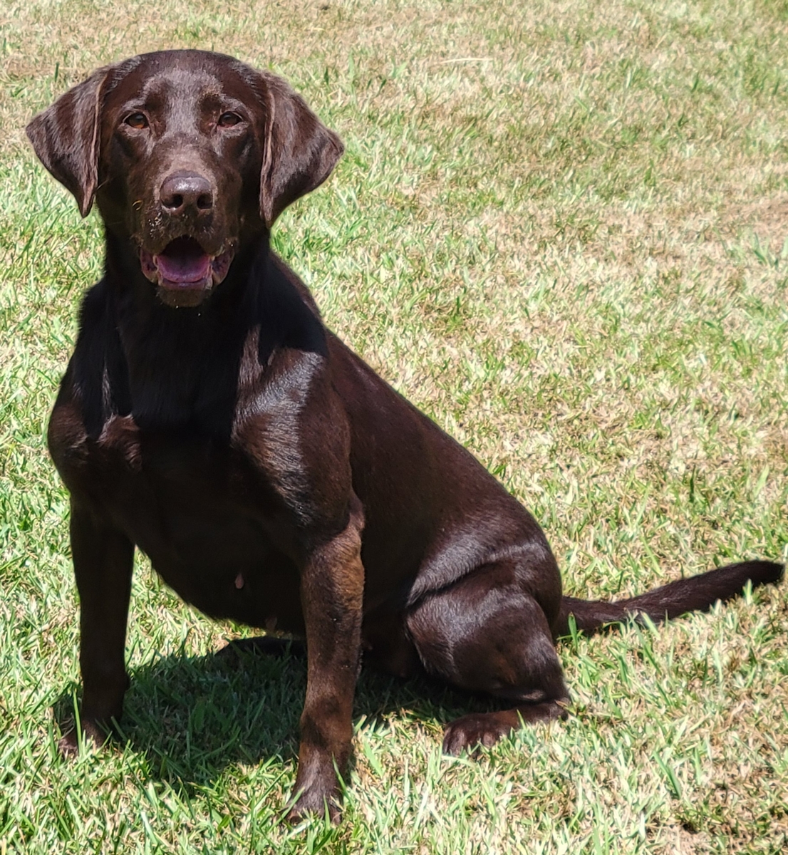 American Labrador retriever puppies for Sale Mississippi pic