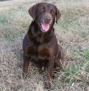 Barracuda's Mississippi Shadow