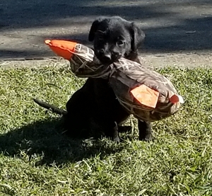 Coolwaters Hawkeye Legend & Cut A Lean Grade Of Pepper