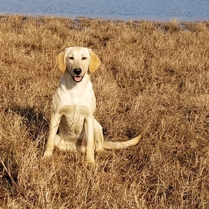 HRCH Rebel In Maya Genes MH