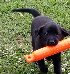 Coolwater Hawkeye Legend & Cut a Lean Grade of Pepper