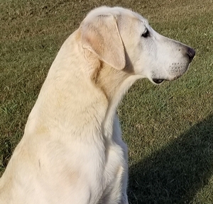 Moonstones Cool Beans MH