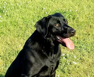 SHR Black Magic Potion of RFC 