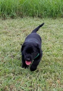 5xGRHRCH Field Of Dreams Ollie & HRCH Gp's Cut A Lean Grade Of Pepper 