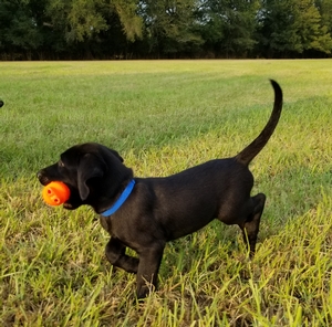 '16 NFC AFC Mickey x Biggs MH 