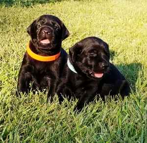 GRHRCH(6) Ole Mighty Dollar Bill MH QAA x HRCH Sloan's Elegant Thunder Ruby MH 