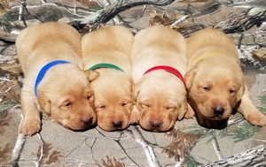 GRHRCH UH Chaos MH x Cool Beans MH 