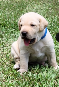 GRHRCH UH Gus x HRCH Ruby MH 