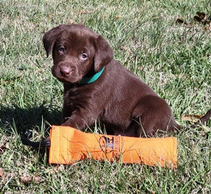 Casey QAA SH x Biggs MH