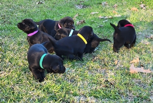 Coolwaters Trump QAA x HRCH Maya MH 