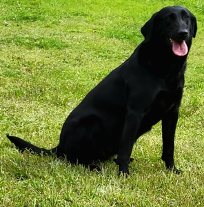 Southern Flight's Super