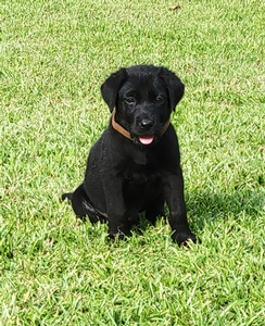 Elwood Batter Up QAA x Southern Flight's Nova ( NAFC FC AFC Coolwaters Legend) 