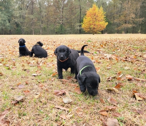 FC AFC Coolwaters Trump x Southern Flight's Sugar