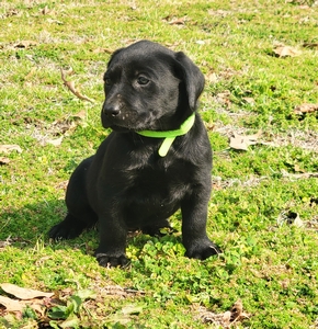 Coolwaters Rooster x SFR Mally (daughter of NFC Windy City Mighty Mouse)