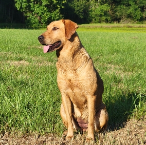 HRCH Otis MH (FC AFC Rebel With Cause) x SFR Annie