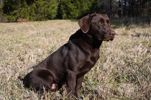 Coolwaters Rooster x SFR Magic