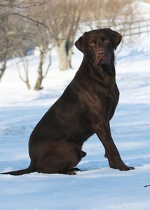 GRHRCH Roux's Blazin Chocolate Thunder MH