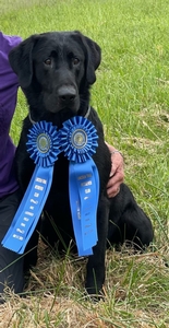 FC AFC Coolwaters Wizard QAA x Southern Flight's Bell (NFC FC Mighty Mouse x FC AFC Tuck and Roll Linaege)