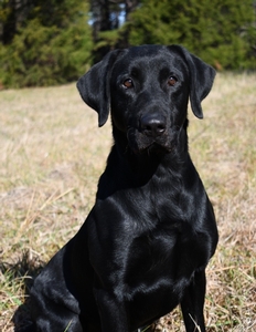 FC AFC Coolwaters Trump