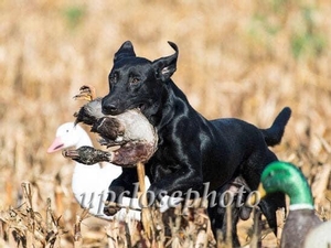 GRHRCH(6) UH Gus MH MNH QA2 NDL