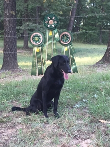 GRHRCH(6) Ole Mighty Dollar Bill MH QAA