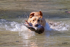 HRCH Otis MH x SFR Josie 