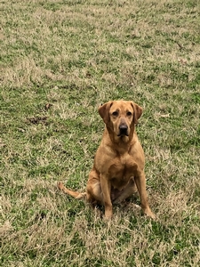 HRCH Sloan's Elegant Thunder Ruby MH