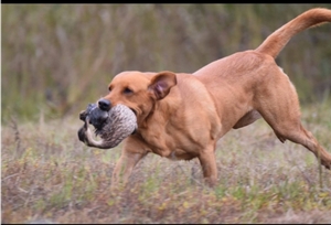 SRSAC GRHRCH(4) UH Runnin on the Verge Chaos HOF MH