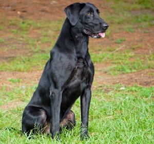 Elmwoods Batter Up QAA 