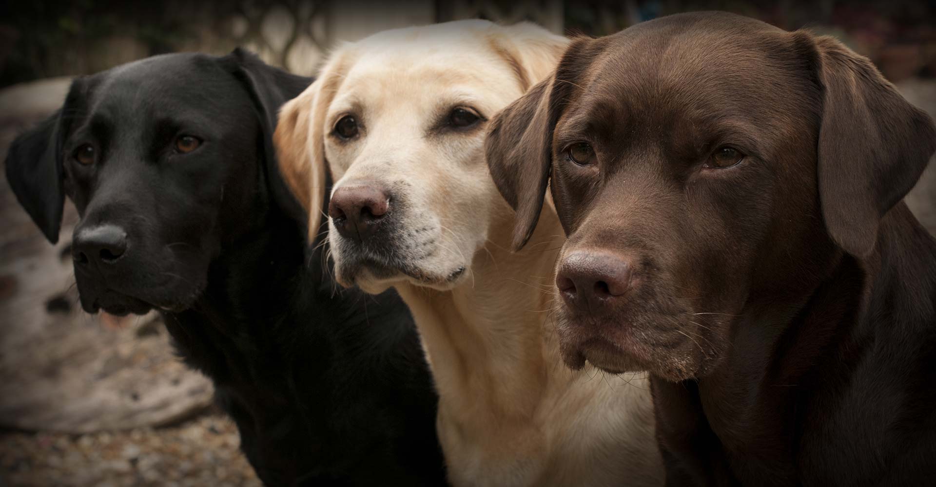 american lab puppies near me