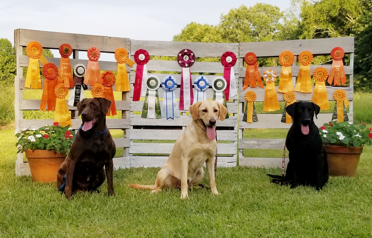 champion labrador