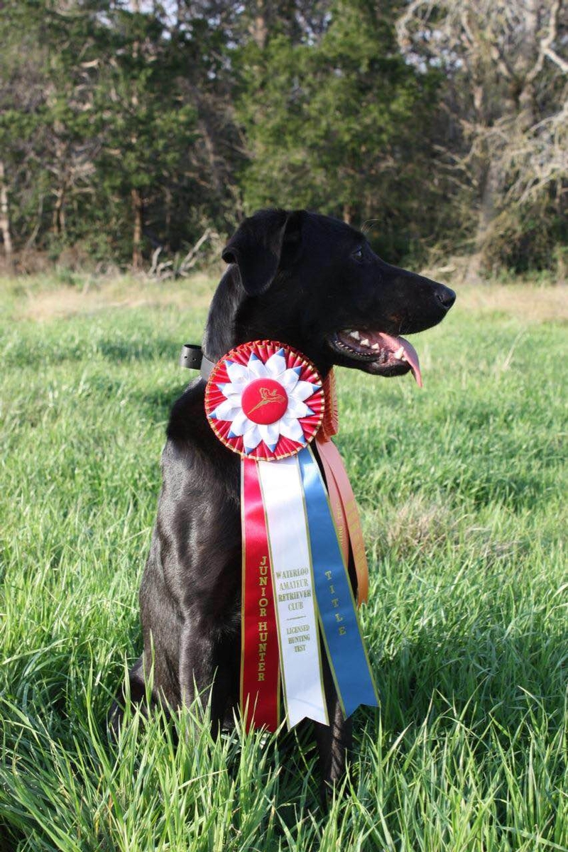 What Sets Our Lab Puppies Apart