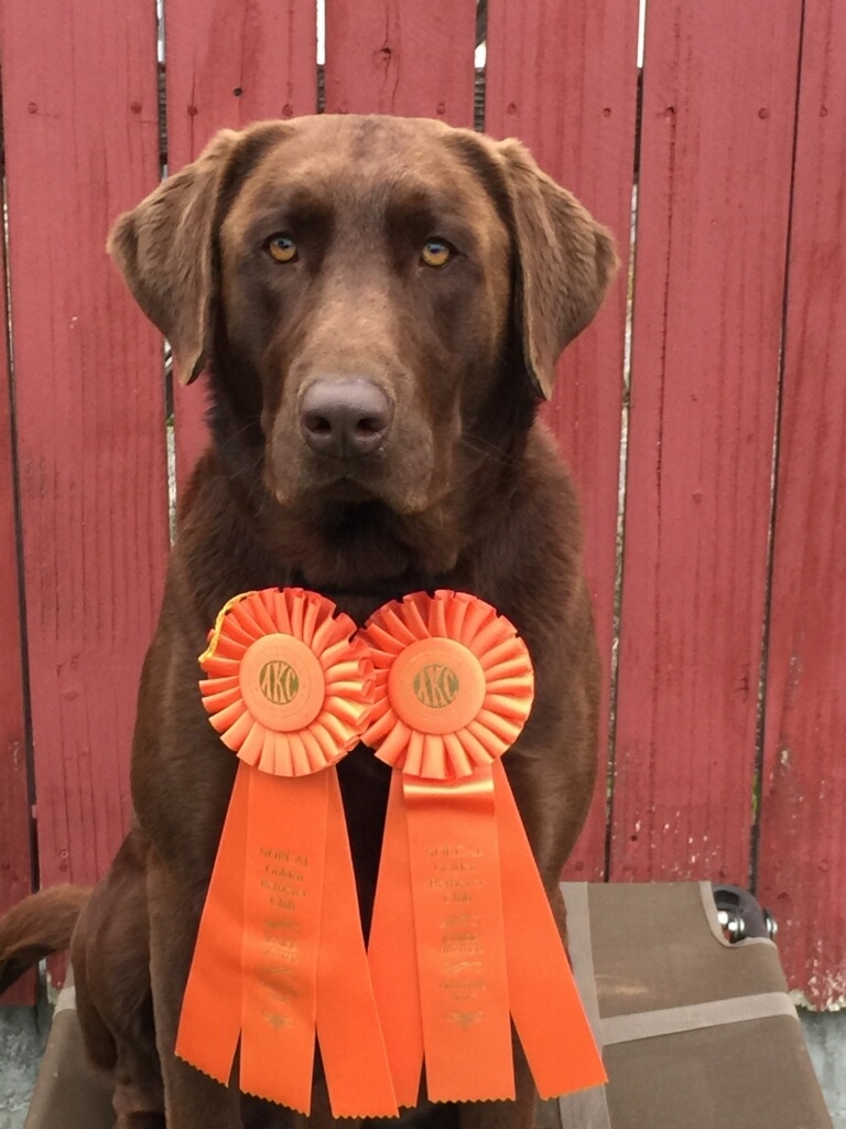 Field Trial And Hunting Champion Labrador Retriever Breeder Champion Hunting Lab Puppies