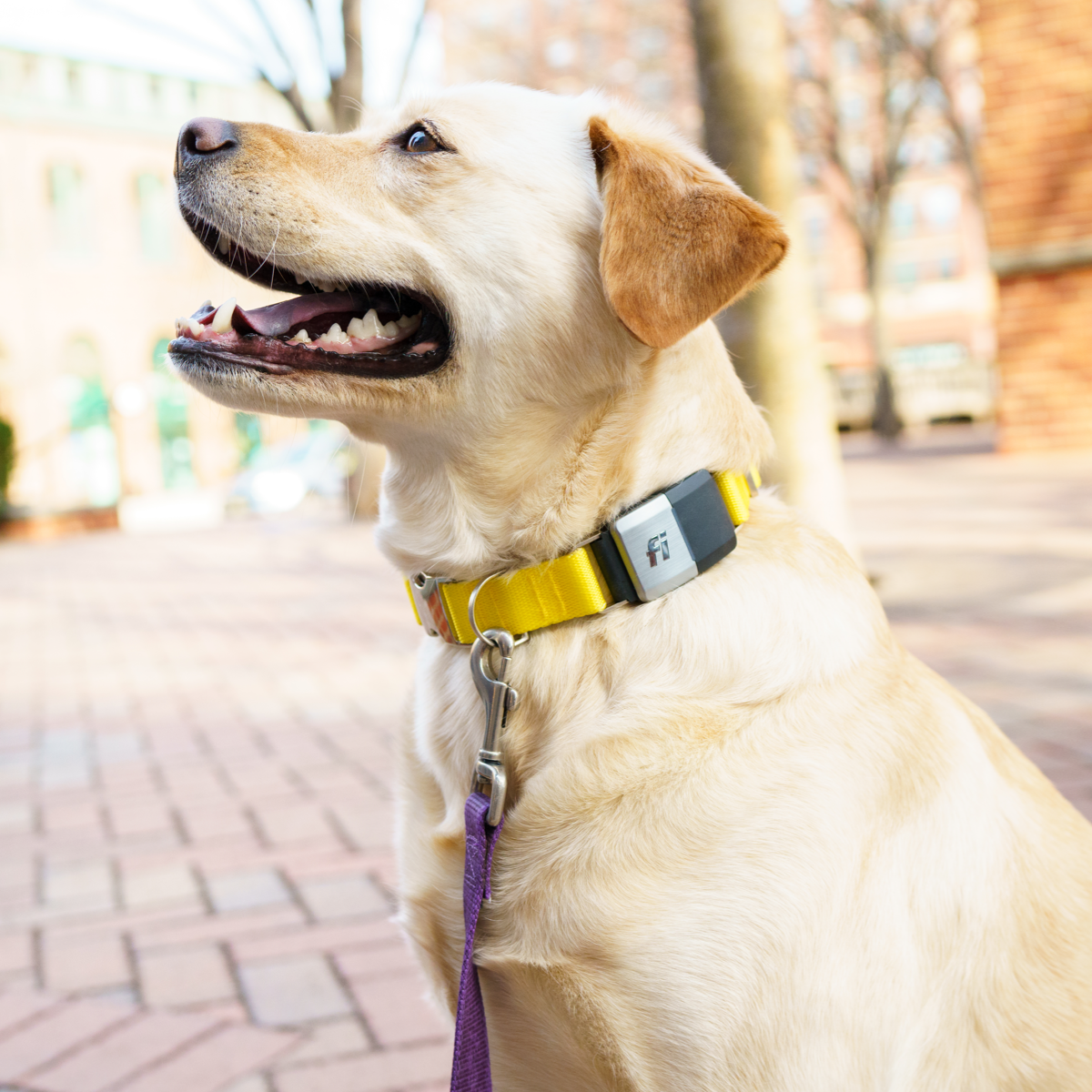 Fi Series 2 Collar