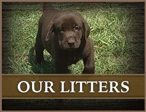 Our Litters